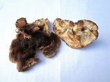 Hydnellum caeruleum image