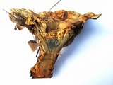 Hydnellum caeruleum image