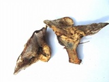Hydnellum caeruleum image