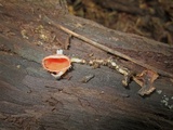 Microstoma floccosum image
