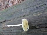 Xerula megalospora image