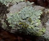Hypotrachyna livida image