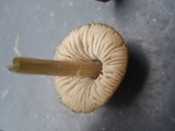 Entoloma sericeum image