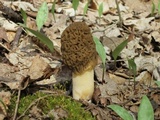 Verpa bohemica image