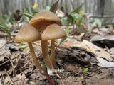 Entoloma vernum image