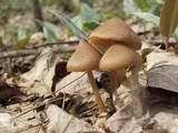 Entoloma vernum image