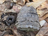 Fomes excavatus image