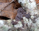 Exidia recisa image