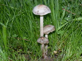 Panaeolus cinctulus image