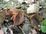 Peziza phyllogena image