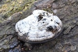 Fomes fasciatus image