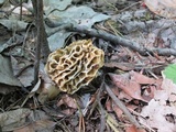 Morchella americana image