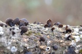 Resupinatus trichotis image
