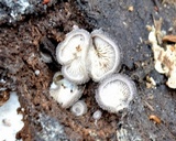 Hohenbuehelia mastrucata image