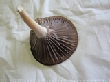 Hygrocybe lacmus image