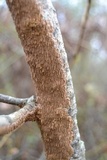 Hydnoporia olivacea image