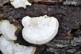 Trametes lactinea image