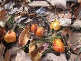 Hygrocybe punicea image