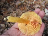 Hygrocybe punicea image