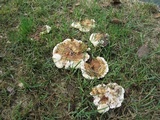 Ganoderma curtisii image