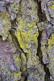Chrysothrix xanthina image
