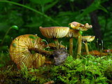 Xeromphalina tenuipes image