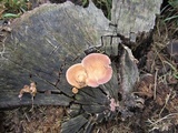 Panus lecomtei image