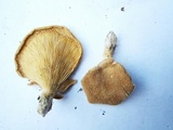 Panus lecomtei image