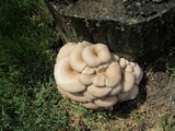 Pleurotus pulmonarius image