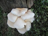 Pleurotus pulmonarius image