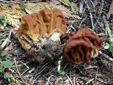 Gyromitra montana image