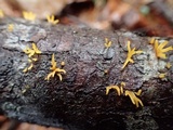 Calocera viscosa image