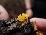 Calocera viscosa image