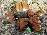 Gyromitra montana image