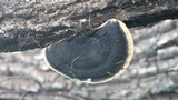 Trametes cingulata image
