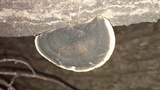 Trametes cingulata image