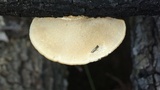 Trametes cingulata image