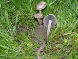 Panaeolus cinctulus image