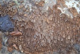 Hydnoporia olivacea image