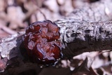 Phaeotremella foliacea image