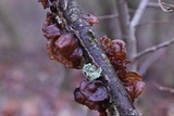 Auricularia fuscosuccinea image