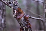 Auricularia fuscosuccinea image