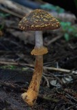 Descolea gunnii image