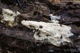 Hypochnicium punctulatum image