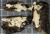 Hypochnicium punctulatum image