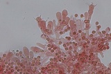 Hypochnicium punctulatum image