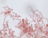 Hypochnicium punctulatum image