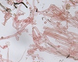 Hypochnicium punctulatum image