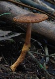 Descolea gunnii image