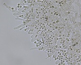 Hypochnicium punctulatum image